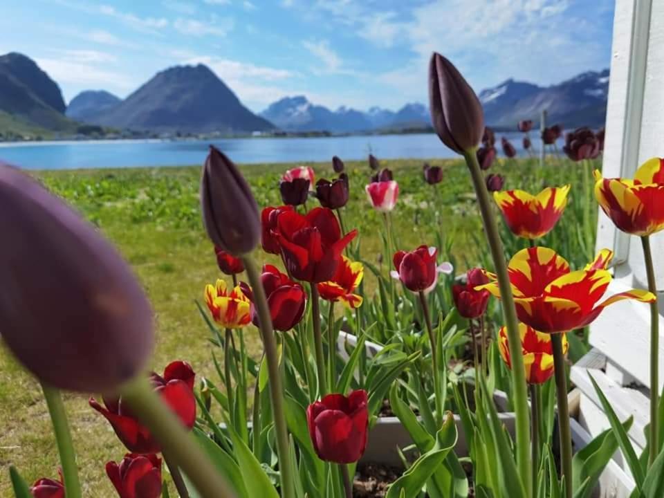 Banpim Beachside Lofoten Ramberg Exterior photo
